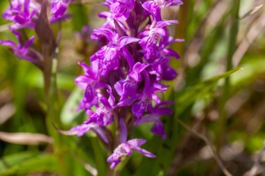 Geniş yapraklı bir bataklık orkidesine yakın, Dactylorhiza majalis.