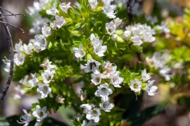 Echium decaisnei çiçekleri, Kanarya Adaları 'nda yaygın bir tür.. 