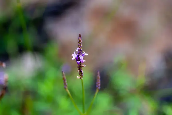 stock image Flower of a Canary Island lavender, Lavandula canariensis