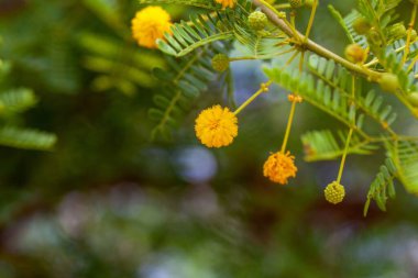 Sıradan bir akasya ağacının çiçekleri, Vachellia Karroo