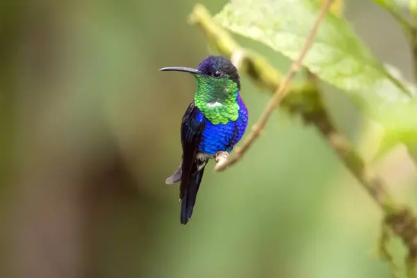 stock image A crowned woodnymph, Thalurania colombica, on a branch in a rainforest, Costa Rica. 