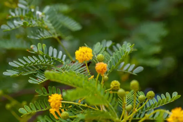 stock image Flowers of a common acacia tree, Vachellia karroo