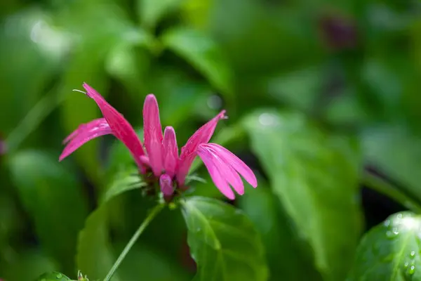 stock image Blossom of the water-willow species Justicia brasiliana