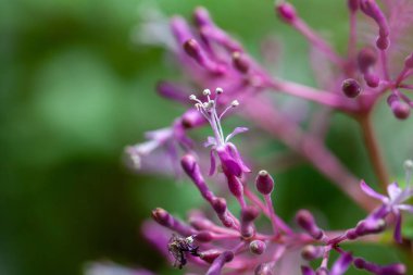 Fuchsia çiçekleri paniklemiş.. 