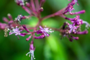 Fuchsia çiçekleri paniklemiş.. 