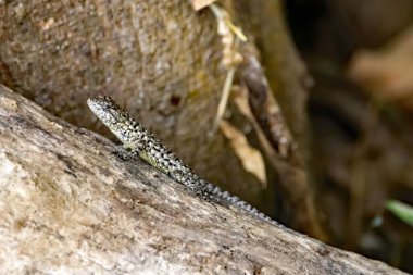 Dişi bir zümrüt kırlangıcı, Sceloporus malachiticus, Kosta Rika 'da bir ağaçta.. 