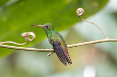 A rufous-tailed hummingbird, Amazilia tzacatl, on a branch.  clipart