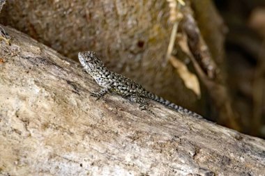 Dişi bir zümrüt kırlangıcı, Sceloporus malachiticus, Kosta Rika 'da bir ağaçta.. 