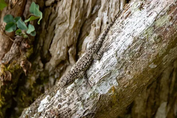 stock image A female emerald swift, Sceloporus malachiticus, on a tree, Costa Rica. 