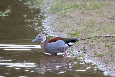 A ringed teal, Callonetta leucophrys, on a lake.  clipart