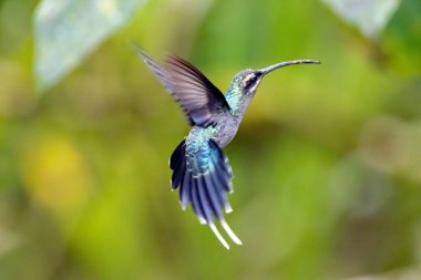 Uçan bir Yeşil Münzevi, Phaethornis 'li.