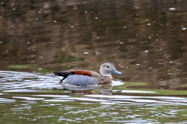 stock image A ringed teal, Callonetta leucophrys, on a lake. 