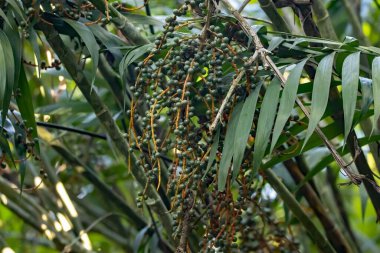 Tropik bir ormandaki Chamaedorea costaricana palmiye bitkisinin yaprakları ve meyveleri.. 