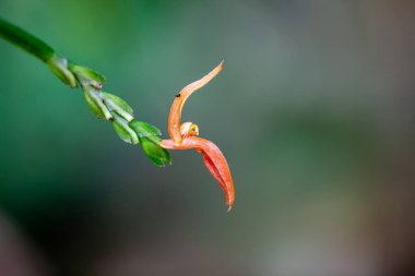 Pleurothallis endotrachys orkidesinin çiçeği. 