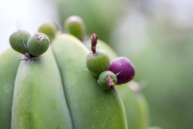 Yaban mersini kaktüsünün yeşil meyveleri, Myrtillocactus geometrizanları