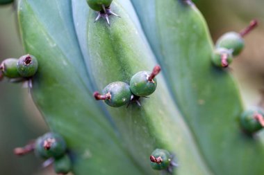 Yaban mersini kaktüsünün yeşil meyveleri, Myrtillocactus geometrizanları