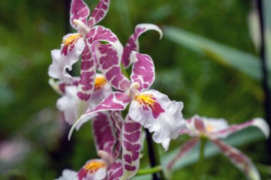 Flower of a saffron-yellow two-winged odontoglossum, Oncidium crocidipterum clipart