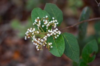 Viburnum Rugosum 'un çiçekleri, Kanarya Adaları' na özgü bir bitki.