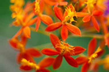 Gökkuşağı orkidesi çiçeği, Epidendrum radyan.