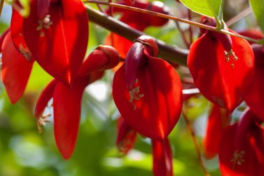 Horoz çıkıntısı mercan ağacı çiçekleri, Erythrina Crista Galli