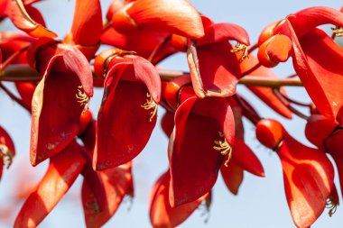 Horoz çıkıntısı mercan ağacı çiçekleri, Erythrina Crista Galli