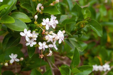 Görkemli bir çardak bitkisinin çiçekleri, Volkameria inermis