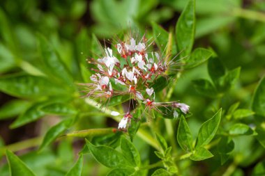 Blossoms of African gabbage, Cleome gynandra clipart