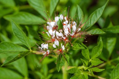 Afrika çene çiçekleri, Cleome gynandra