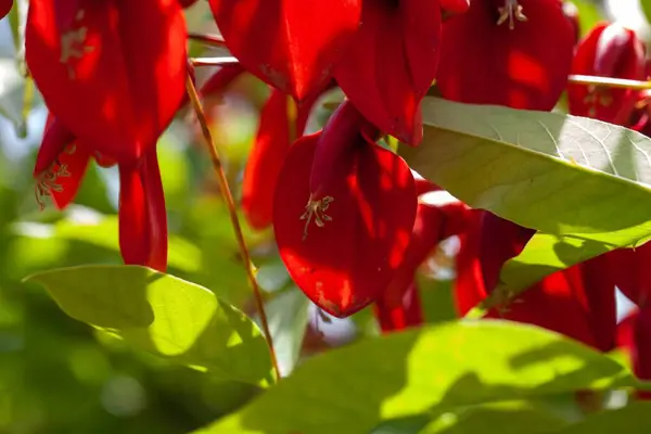 stock image Flowers of a cockspur coral tree, Erythrina crista galli