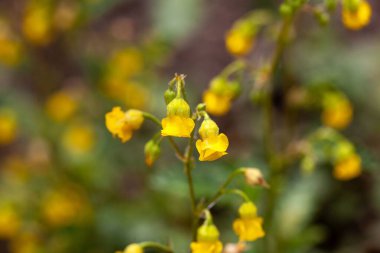 Tatlı sarı çan çiçekleri Bitki, Hermannia incana