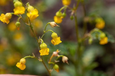 Tatlı sarı çan çiçekleri Bitki, Hermannia incana