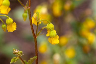 Tatlı sarı çan çiçekleri Bitki, Hermannia incana