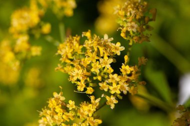 Patrinia Gibbosa 'nın şişmiş bir patinajının çiçekleri.