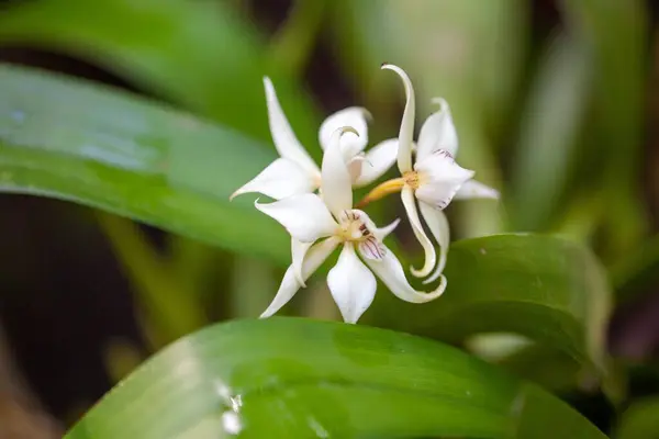 stock image Blossom of the orchid species Prosthechea fragrans