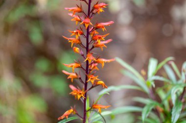 Yüksükotu türünün çiçekleri Kanarya Adalarından Digitalis chalcantha. 