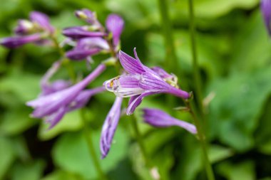 Hosta minör veya Hosta sieboldii fabrikasının çiçekleri. 