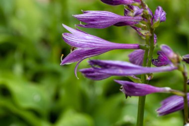 Hosta minör veya Hosta sieboldii fabrikasının çiçekleri. 