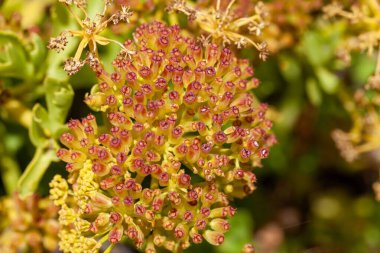 Astydamia latifolia bitkisinin çiçekleri, Kanarya Adaları 'ndan bir tür..