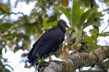 Kara bir akbaba, Coragyps atratus, bir dalda.