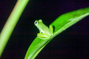 A northern glass frog, Hyalinobatrachium fleischmanni, on a plant in a rainforest.  clipart