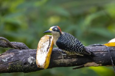 A black-cheeked woodpecker, Melanerpes pucherani, on a feeder.  clipart