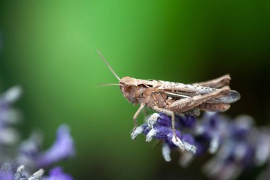 Rufous grasshopper, Gomphocerippus rufus, on a lavender blossom.  clipart