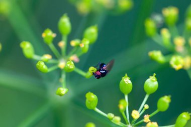 Bir Silba fumosa rezene çiçeğinin üzerinde uçar. 
