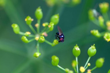 Bir Silba fumosa rezene çiçeğinin üzerinde uçar. 