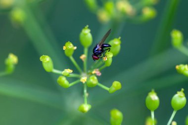 Bir Silba fumosa rezene çiçeğinin üzerinde uçar. 