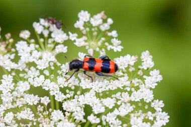 Arı böceği, Trichodes arıları, beyaz bir çiçeğin üzerinde.. 
