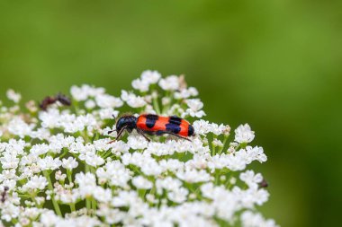 Arı böceği, Trichodes arıları, beyaz bir çiçeğin üzerinde.. 