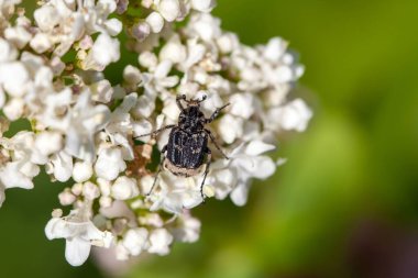 Böcek böceği Valgus hemipterus, beyaz bir çiçeğin üzerinde.. 