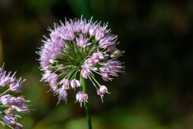 Allium suaveolens bitkisinin çiçekleri. 