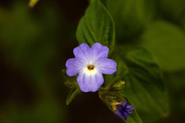 Çalı çiçeği menekşesi, Browallia americana